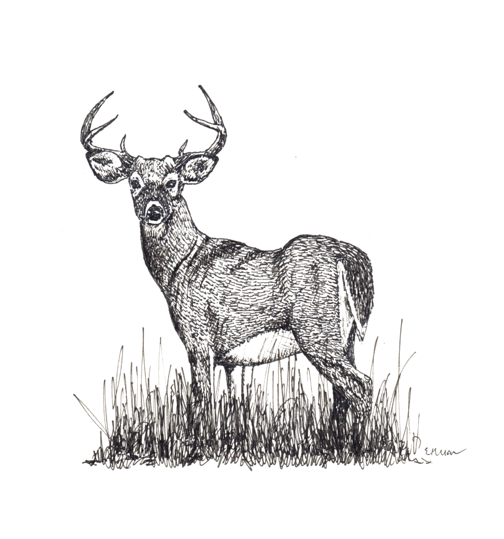 Majestic Deer Sketch Artwork