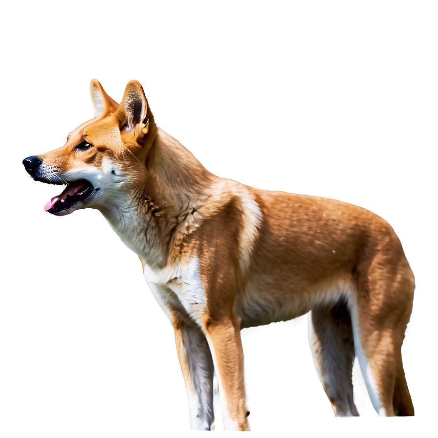 Majestic Dingo Standing Png 54