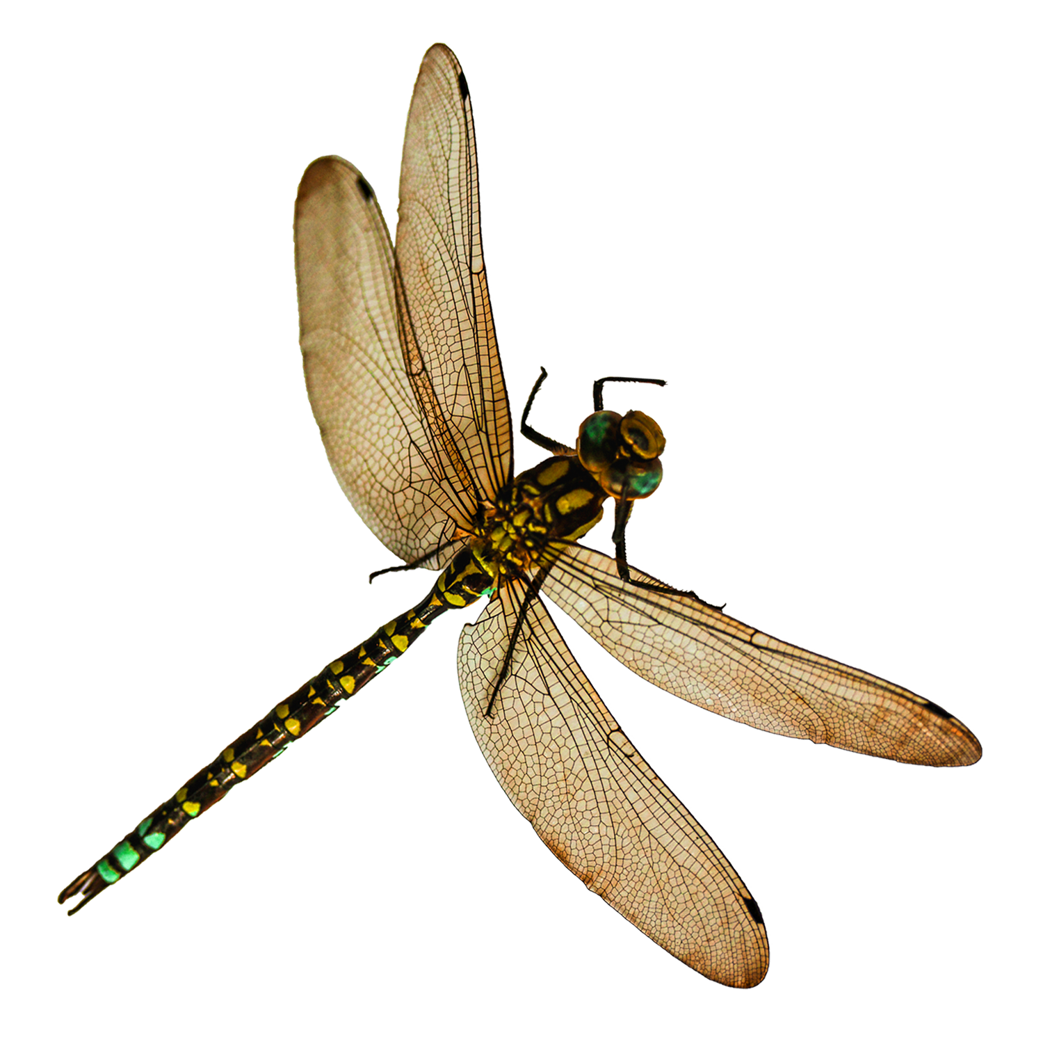 Majestic Dragonfly Spread Wings PNG with transparent background