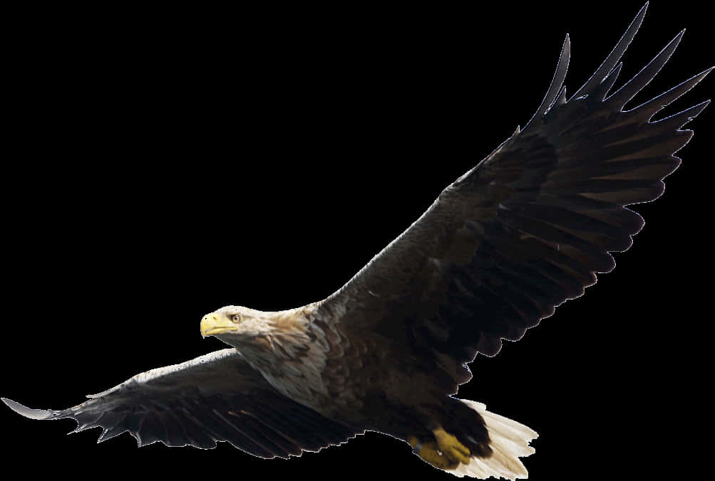 Eagle Png Image PNG with transparent background