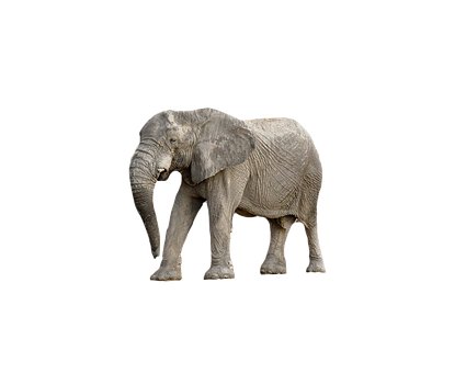 Majestic_ Elephant_ Black_ Background.jpg PNG with transparent background