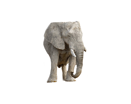 Majestic_ Elephant_ Black_ Background.jpg PNG with transparent background