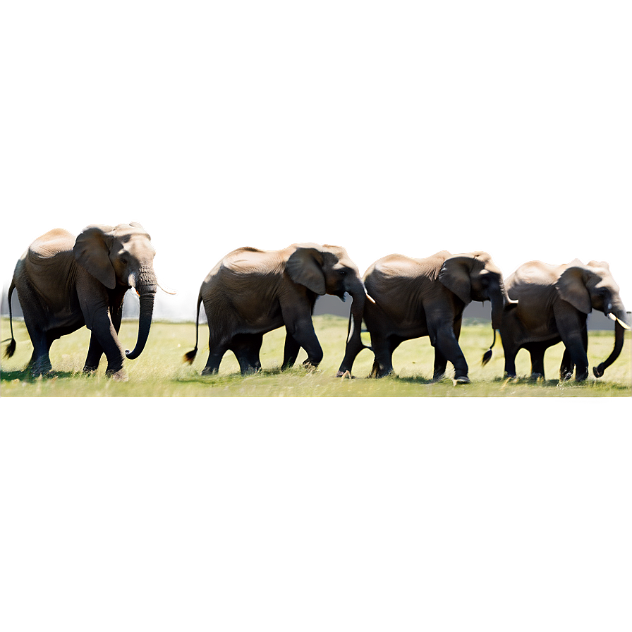 Majestic Elephant Herd Png Wwf73