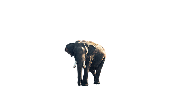Majestic_ Elephant_ Isolated_on_ Black_ Background.jpg PNG with transparent background