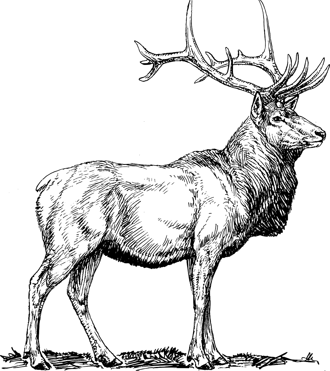 Elk Moose Deer Free Picture - Elk Black And White, HD Png Download PNG with transparent background