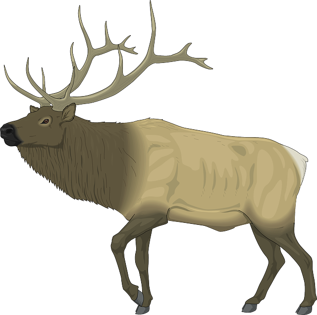Moose, Large, Body, Animal, Mammal, Antlers - Elk Clip Art, HD Png Download PNG with transparent background