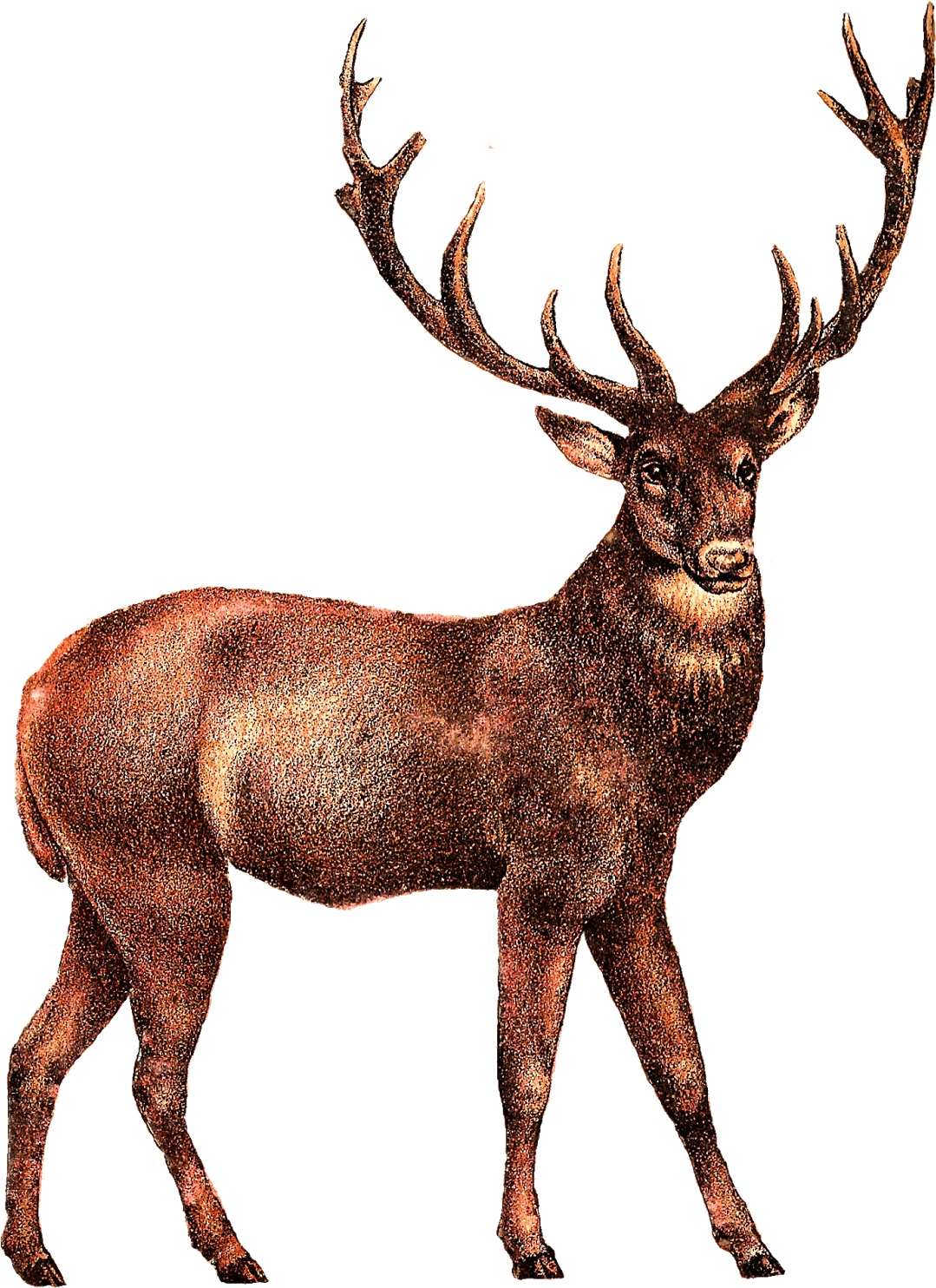 Majestic Elk Illustration