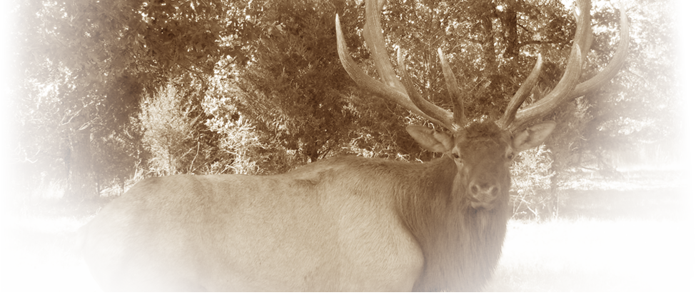 Stone Creek Mo, Provides Exotic Hunts And Standard - Elk, HD Png Download PNG with transparent background