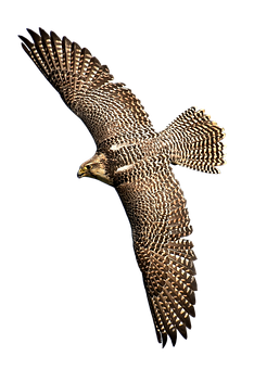 Majestic Falcon In Flight PNG with transparent background