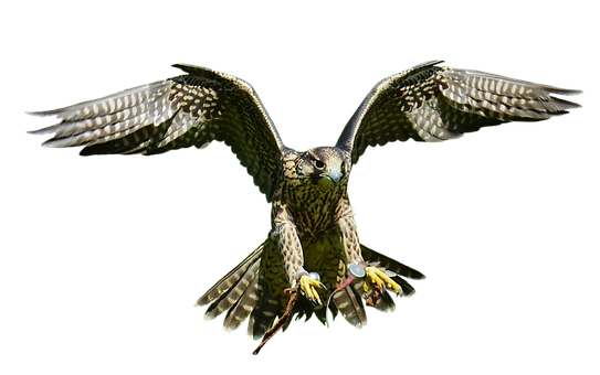 Majestic Falcon In Flight PNG with transparent background