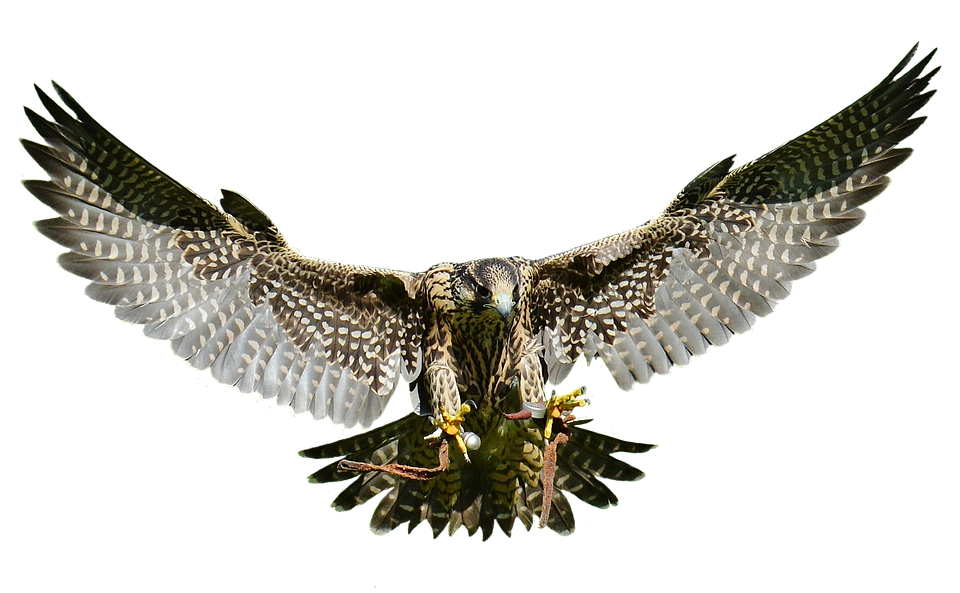 Majestic Falcon In Flight PNG with transparent background