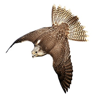 Majestic Falcon In Flight PNG with transparent background