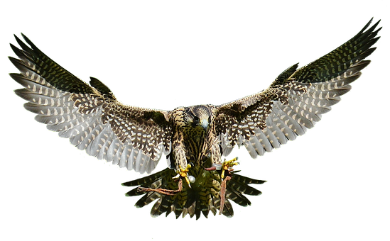 Majestic Falcon In Flight PNG with transparent background