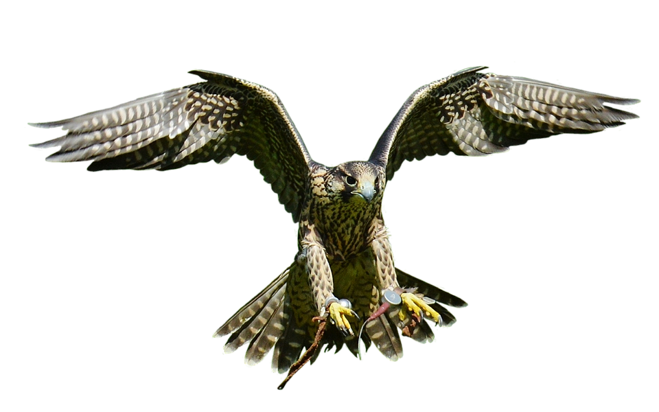 Majestic Falcon In Flight PNG with transparent background
