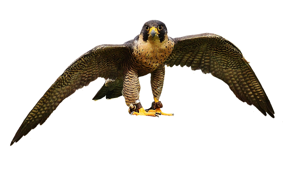 Majestic Falcon In Flight.png PNG with transparent background