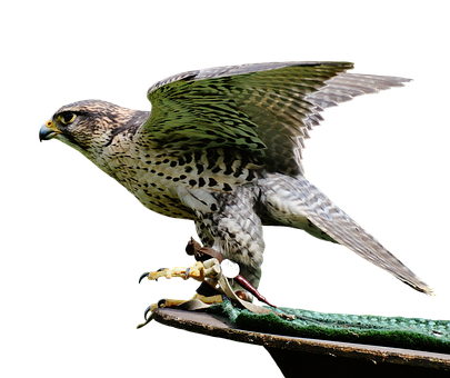 Majestic Falcon Preparingfor Flight PNG with transparent background
