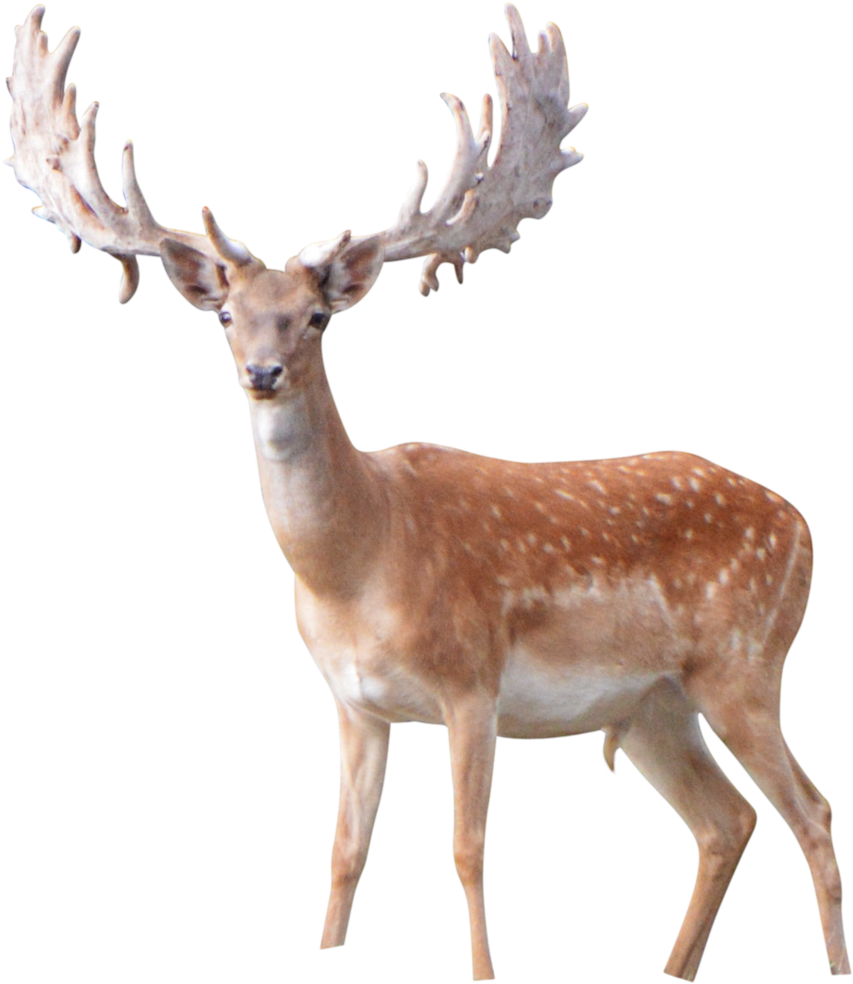 Elk Png Image File - Antler, Transparent Png PNG with transparent background