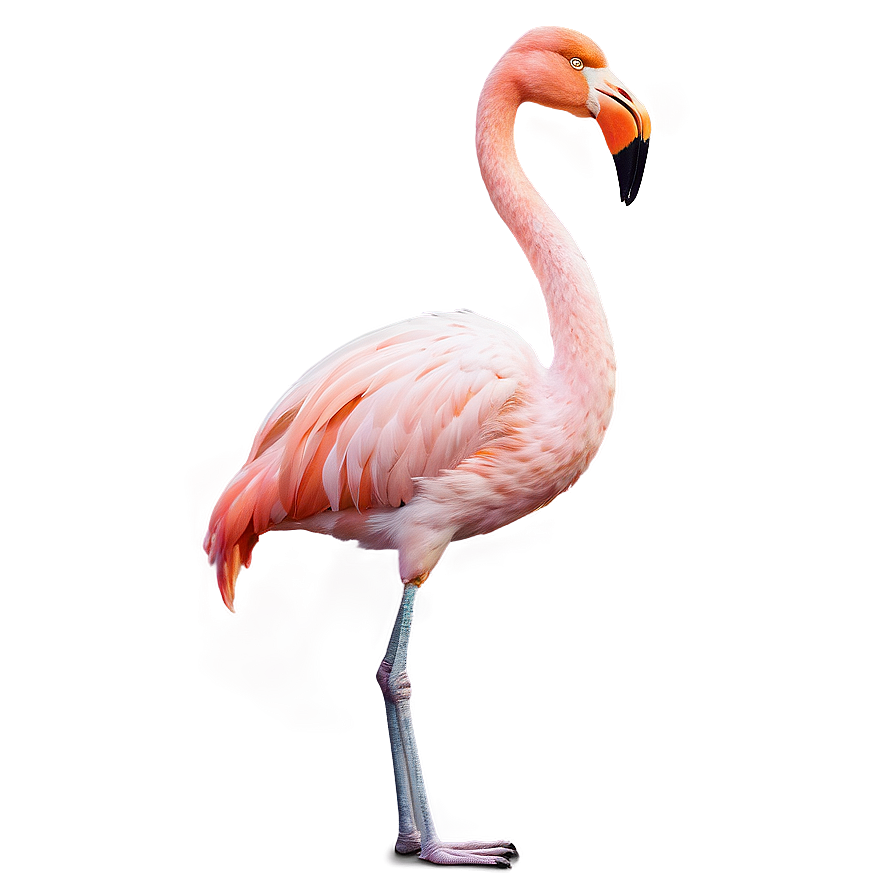 Majestic Flamingo Standing Tall Png 69