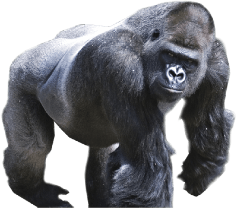 Majestic Gorilla Stance