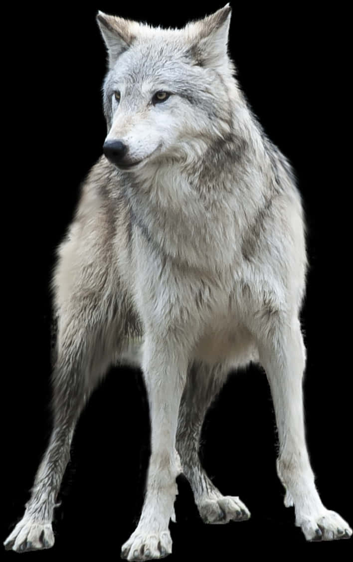 Majestic Grey Wolf Isolatedon Black