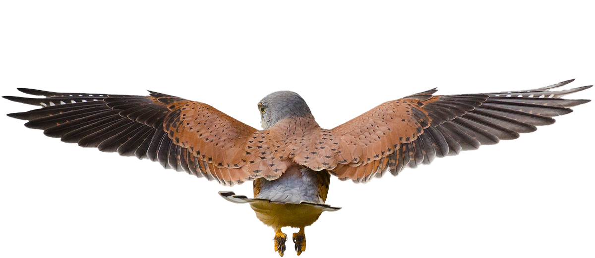 Majestic Hawk In Flight