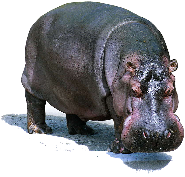 Majestic Hippo Standing