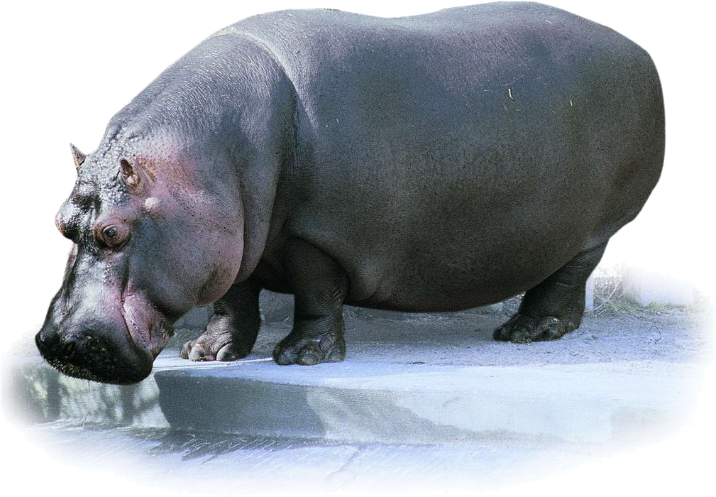 Majestic Hippo Standing