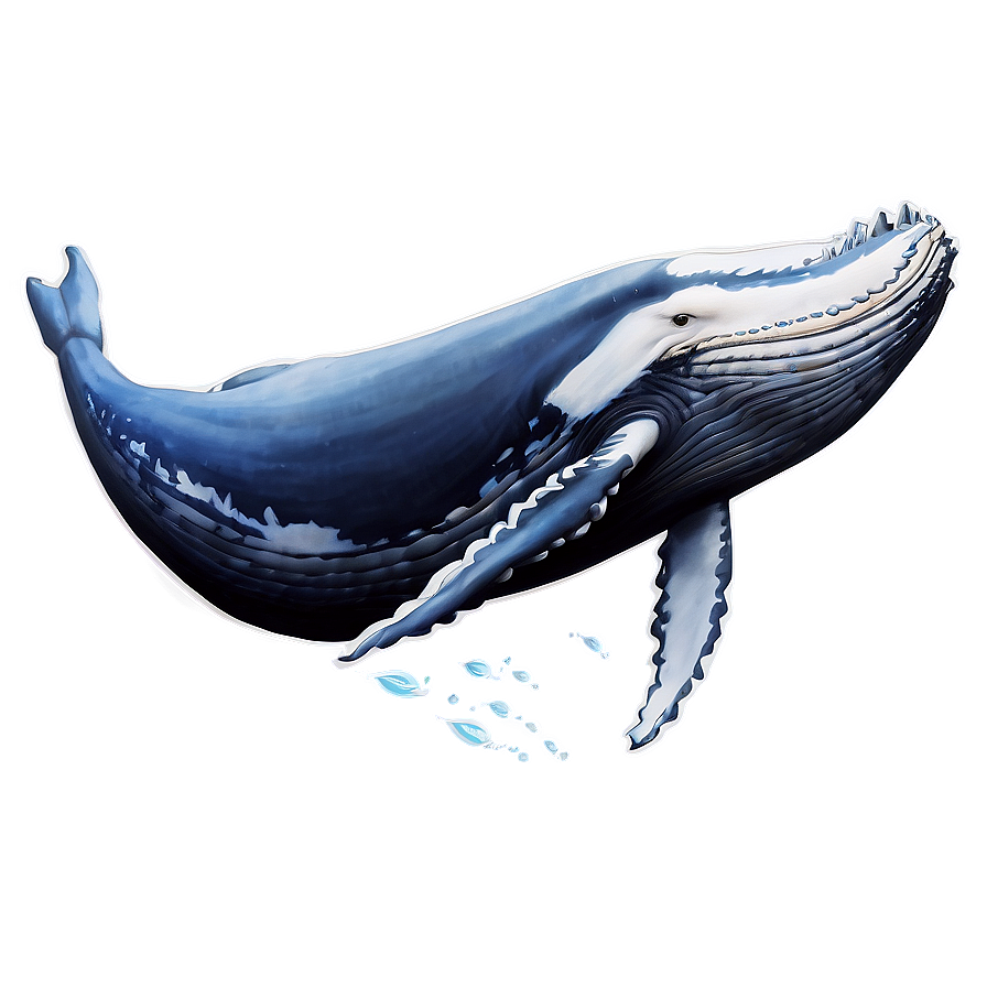 Majestic Humpback Whale Png 73