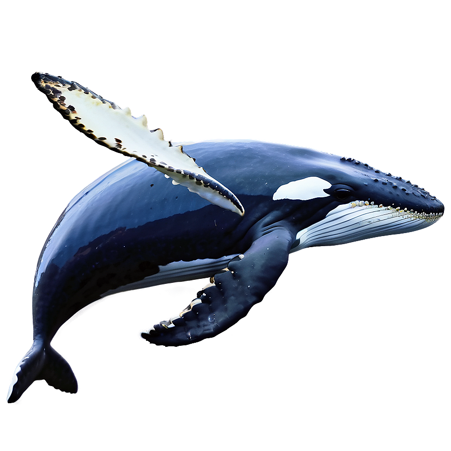 Majestic Humpback Whale Png Tej