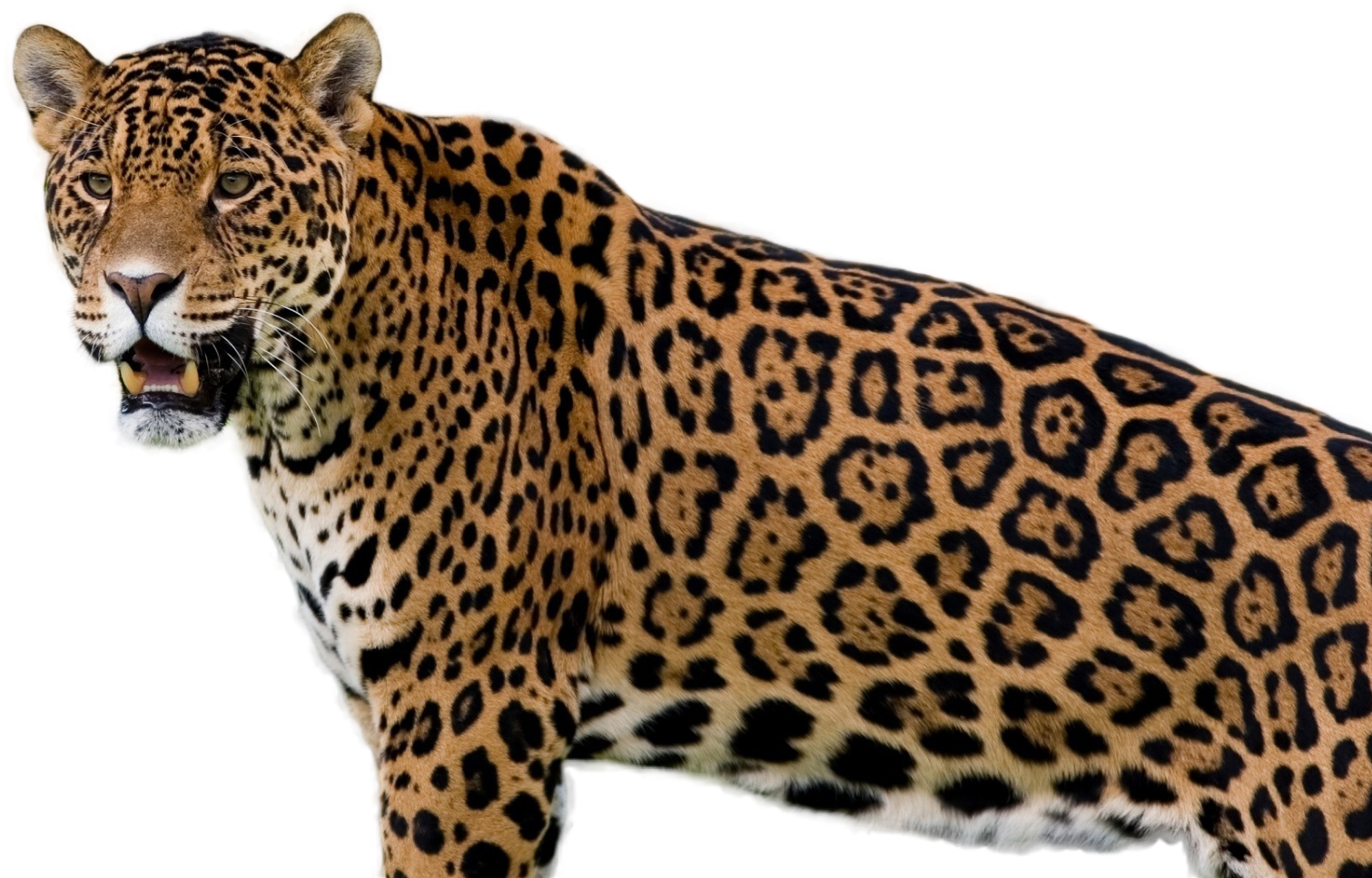 Majestic Jaguar Standing Transparent Background