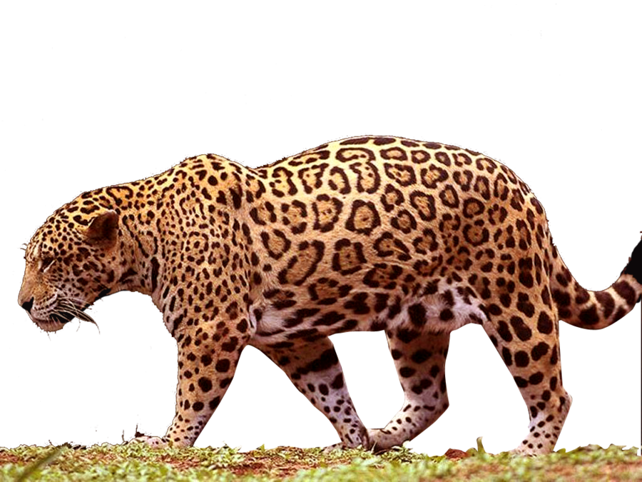 Majestic Jaguar Walking