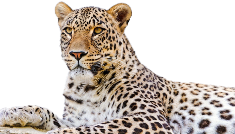 Majestic Leopard Portrait