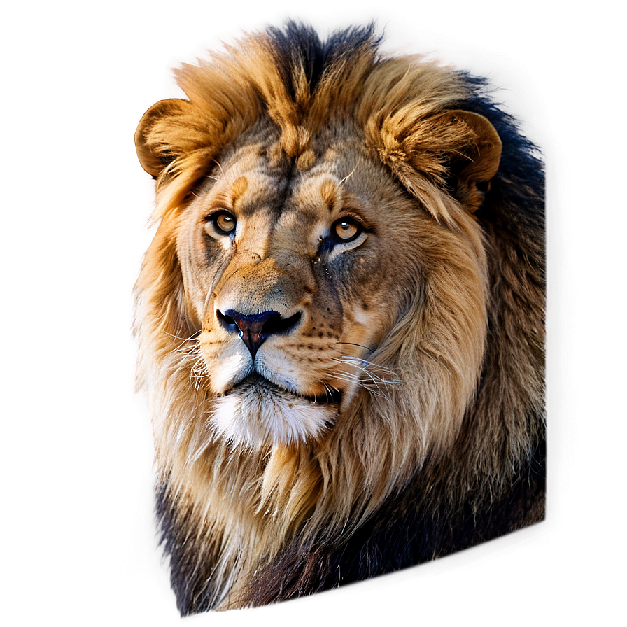 Majestic Lion Glance Png Gks61