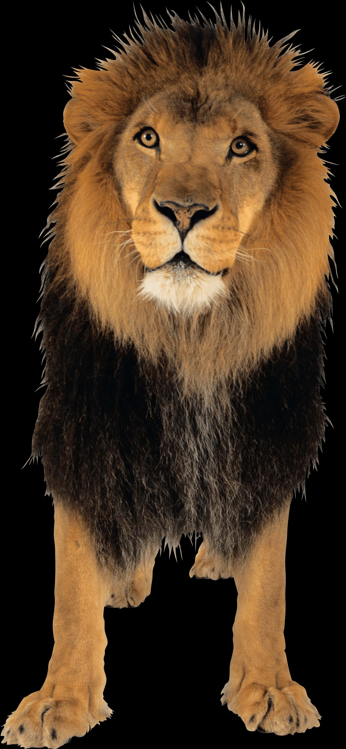 Majestic Lion Portrait PNG with transparent background