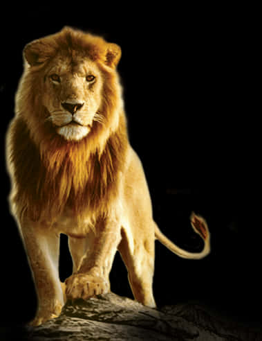 Majestic_ Lion_ Standing_ Against_ Black_ Background.jpg PNG with transparent background