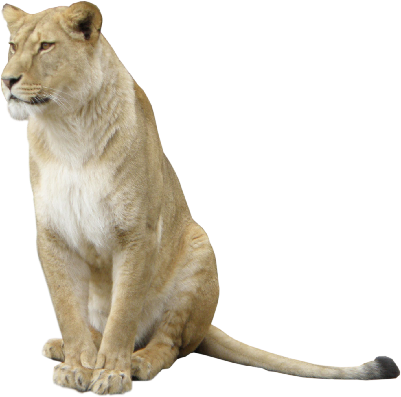 Majestic_ Lioness_ Sitting