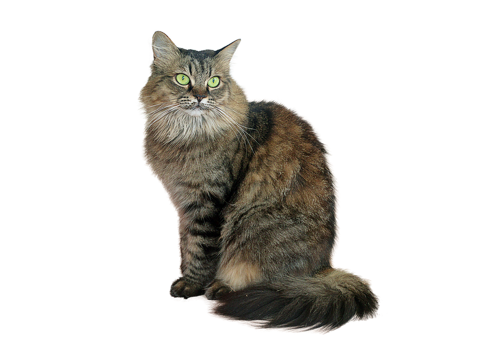 Majestic Longhaired Cat PNG with transparent background