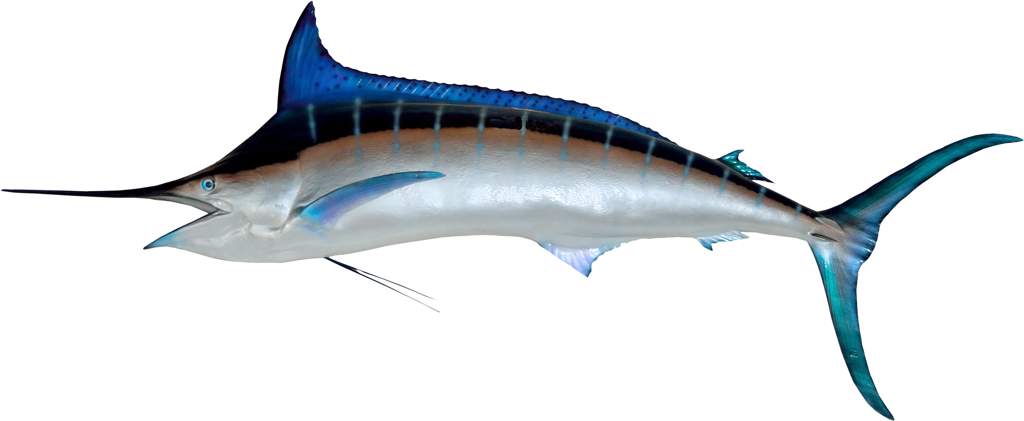 Marlin Png, Transparent Png PNG image with a transparent background, free high-resolution download