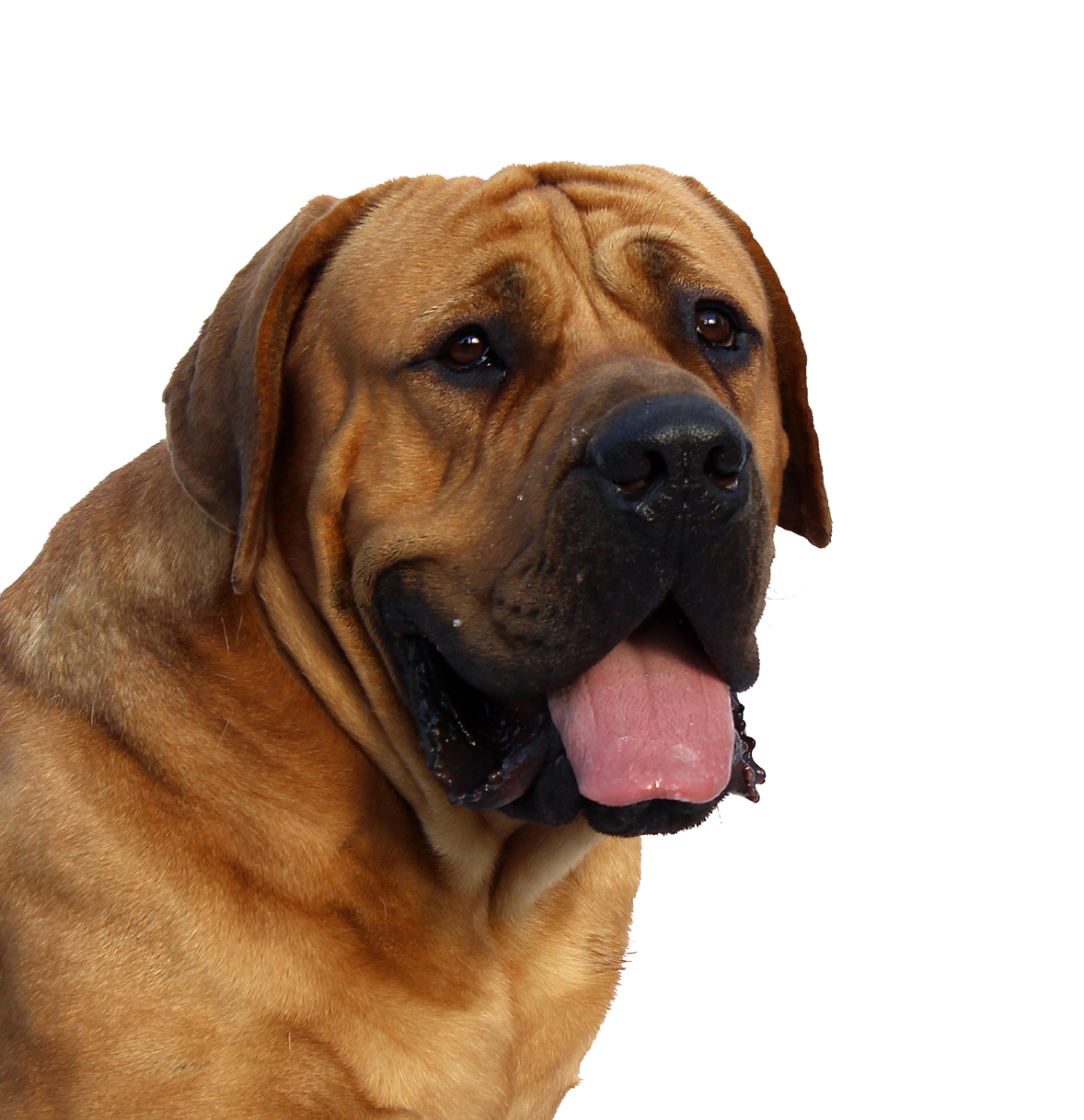 Majestic Mastiff Portrait