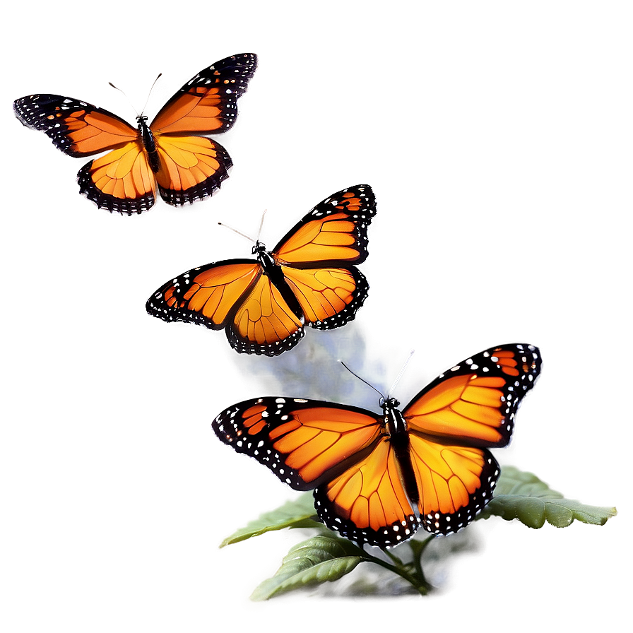 Majestic Monarch Butterflies Png 97