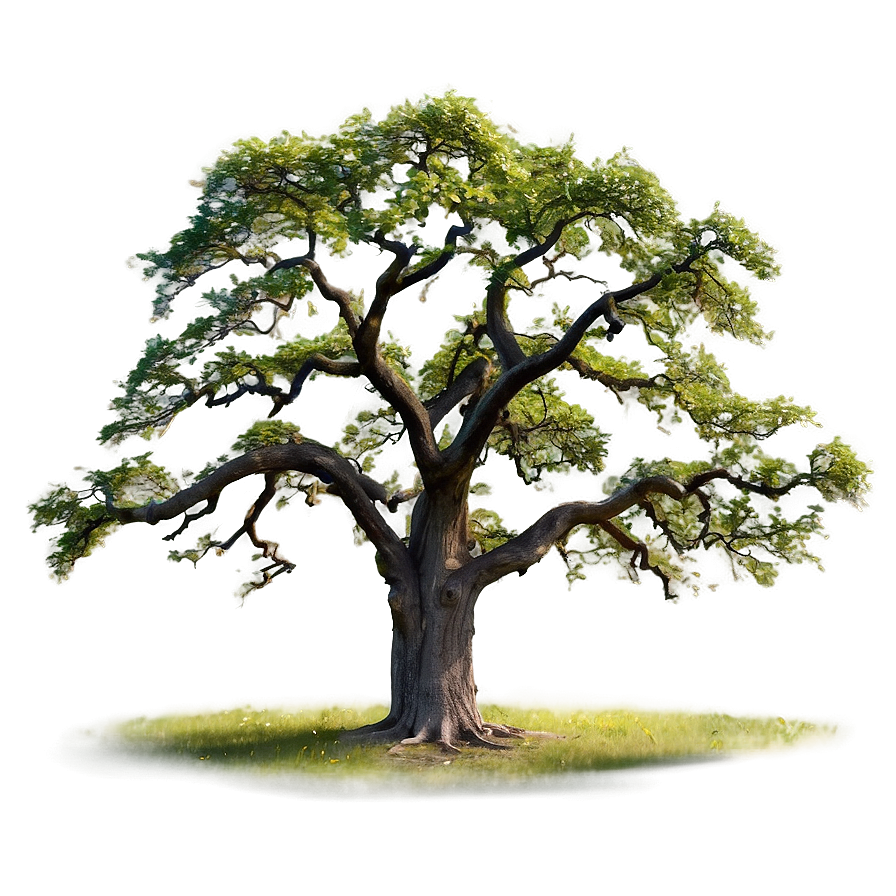 Majestic Oak Trees Png 37