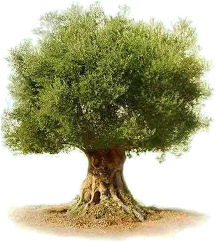 Olive Tree Plant Text - Olive Tree Transparent Background, HD Png Download PNG with transparent background