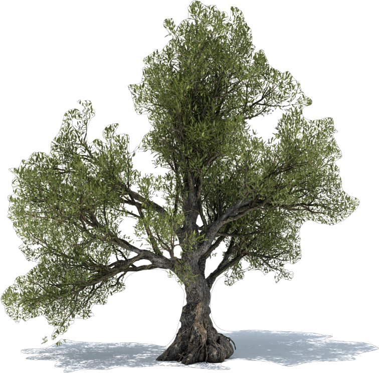 Dietary Supplement Olive Leaf Tree Extract - Olive Tree Free Png, Transparent Png PNG with transparent background