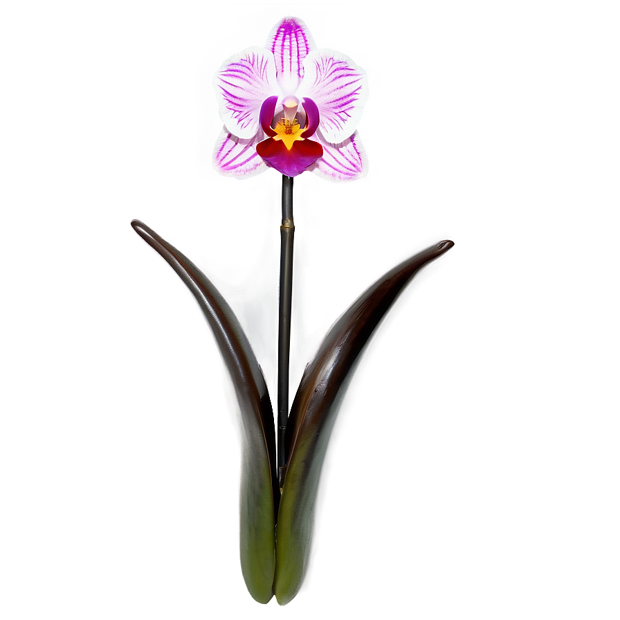 Majestic Orchid Png Qdr