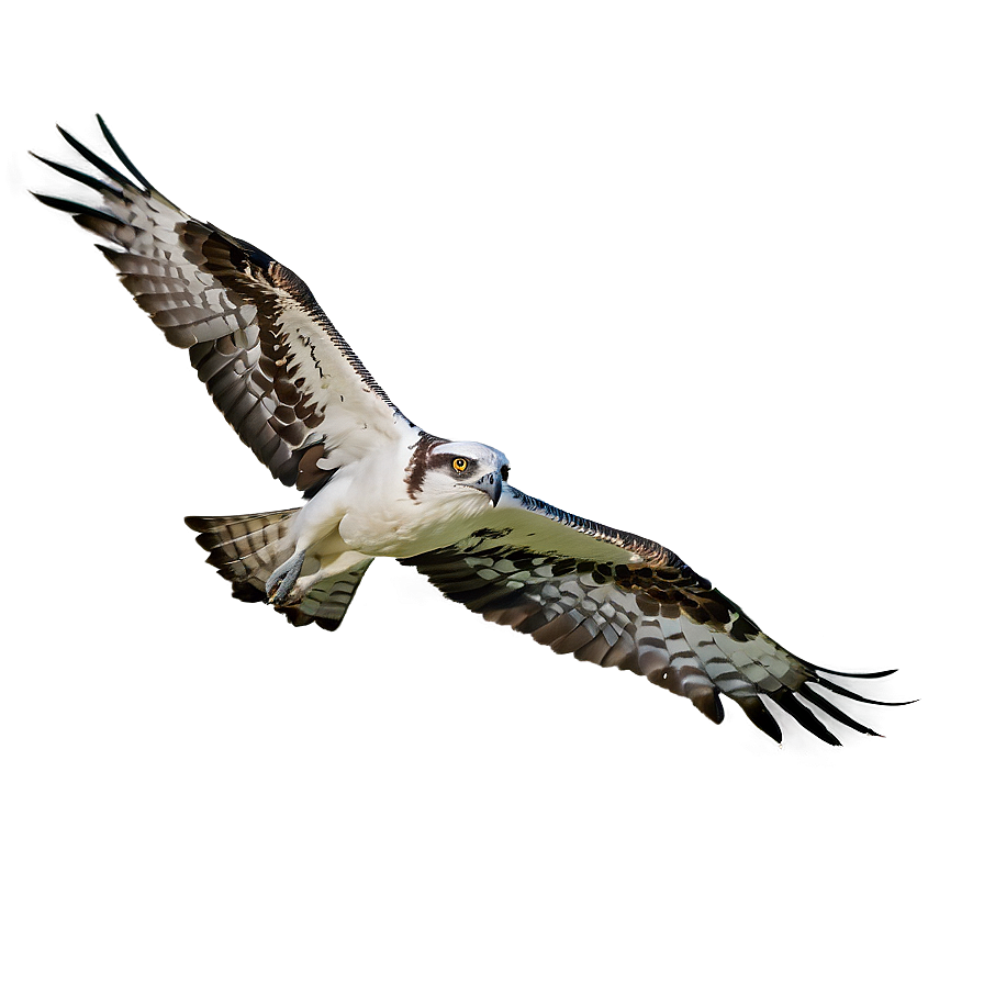 Majestic Osprey In Flight Png 13