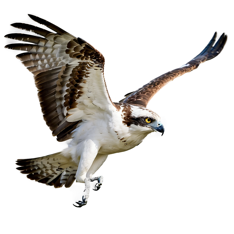 Majestic Osprey Soaring Png Ivn