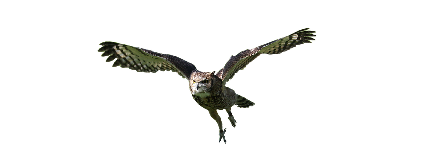 Majestic Owl In Flight PNG with transparent background