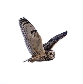Majestic Owl In Flight PNG with transparent background
