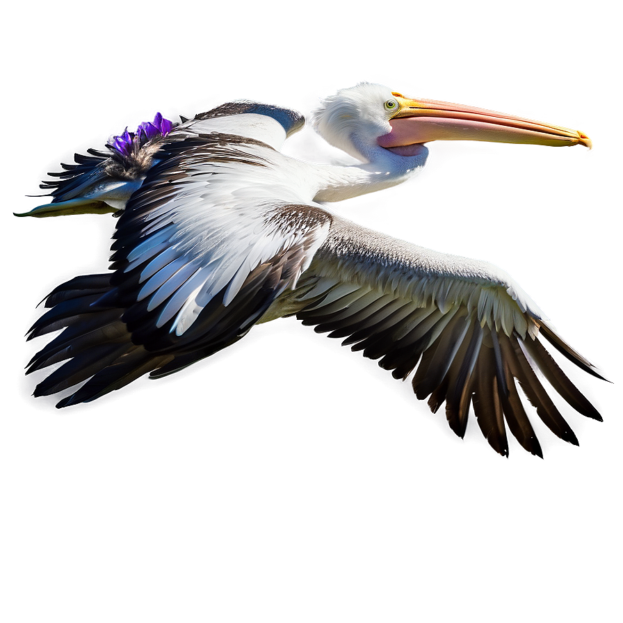 Majestic Pelican In Flight Png 12