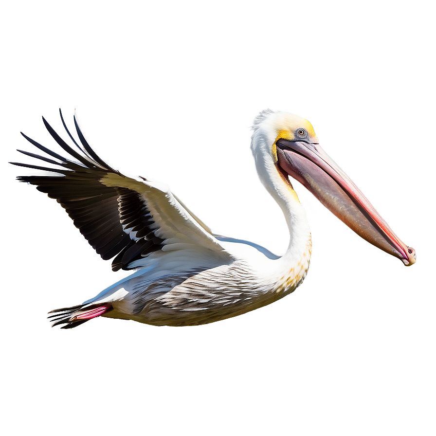 Majestic Pelican In Flight Png Lgi55